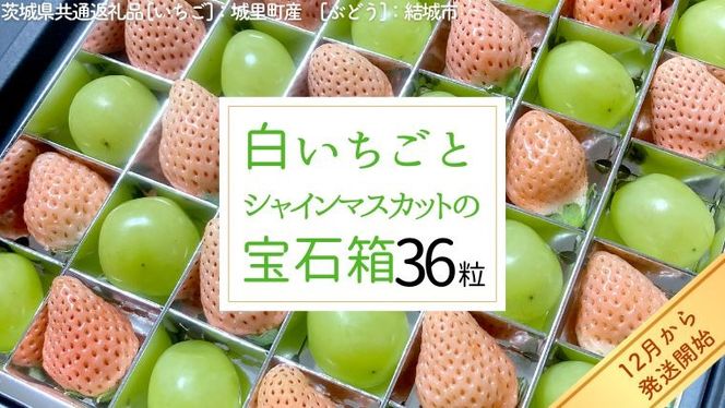 白いちご と シャインマスカット の 宝石箱 36粒 【12月から発送開始】（茨城県共通返礼品 [いちご]：城里町産　[ぶどう]：結城市） 果物 フルーツ いちご イチゴ 白苺 ぶどう マスカット ギフト プレゼント [BI343-NT]