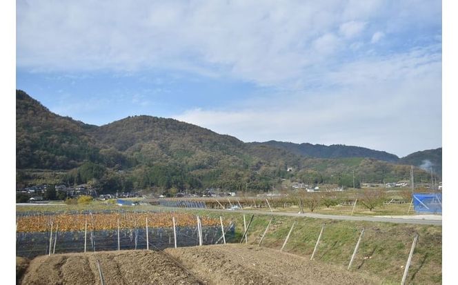 【きよとうファーム】幻の桃、蟠桃のリキュール「ほろ酔い紀元」(岡山県産)【KF-S001-03】