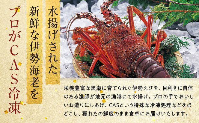 【年末配送】CAS凍結 伊勢海老 姿造り 500g ～ 600g 約2人前 304018_C010