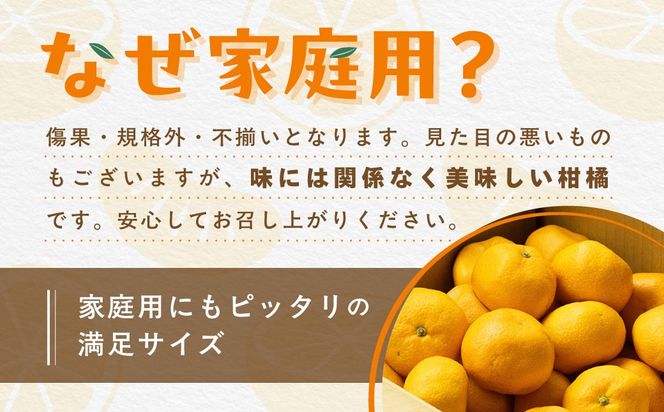 【先行受付】【数量限定】【家庭用】河内晩柑（生果）8kg（2027年5月中旬頃より順次発送） IKTQ008