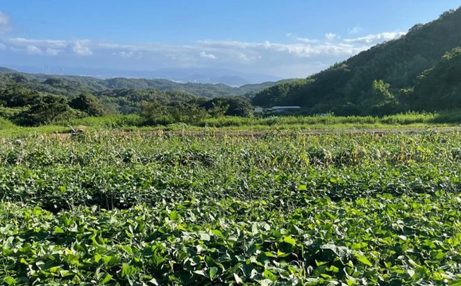 【産地直送】安納芋（淡路島産）土付き　約5kg　不揃い【栽培期間中、農薬・化学肥料不使用】さつまいも