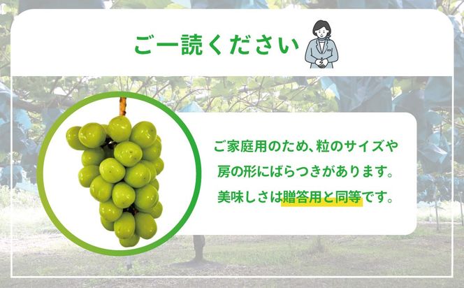 【2026年発送】 ぶどう シャイン マスカット 2kg 3～4房 糖度18度以上 種なし シャインマスカット 訳あり 家庭用 岡山 景山ぶどう園
