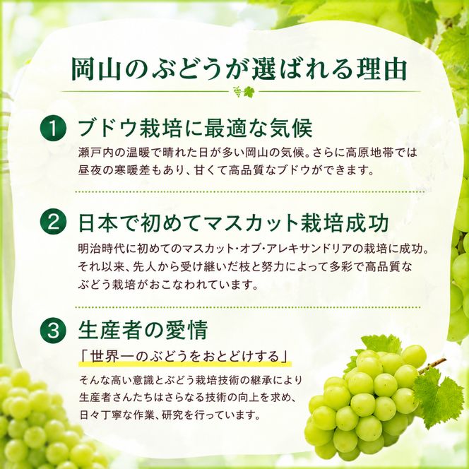 訳あり ぶどう 瀬戸ジャイアンツ 約2kg 3～5房 高梁市産 2026年 先行予約 化粧箱 葡萄 ブドウ うめづぶどう園
