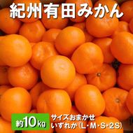 【先行予約】【秀品】有田みかん 約10kg（L・М・S・2Sサイズ おまかせ）和歌山県産