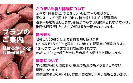 牛久 の『美味しい さつまいも』苗植え・収穫体験付【 苗植え体験 ・ さつまいも掘り ・ 配送付 】3点セット の 体験チケット ( 紅はるか 12kg収穫保証付 ) 体験 収穫 野菜 やさい 芋堀 いもほり 紅はるか