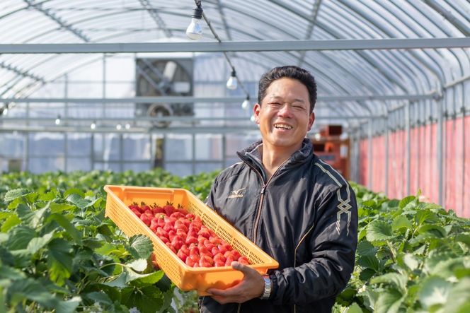 AJ648 長崎県知事賞受賞【厳選いちご】「恋みのり (2L〜3L)」260g×4パック＜12月お届け＞ [ 苺 イチゴ こいみのり カンベリー KanBerry 菅園芸 長崎県 島原市 ]