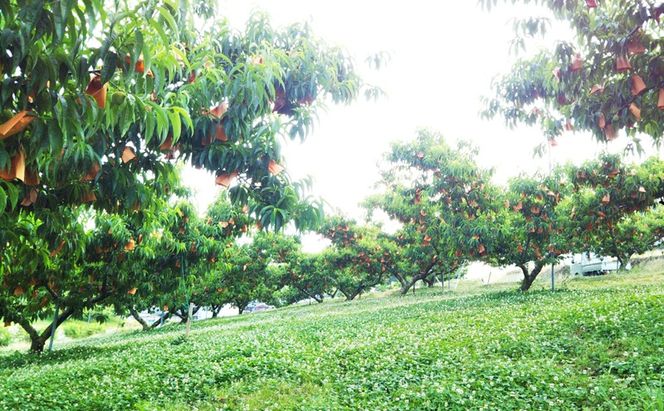 【桃 2026年 先行予約】贈答用 清水白桃 約1.5kg(4～6玉) もも モモ 岡山県 国産 フルーツ 果物