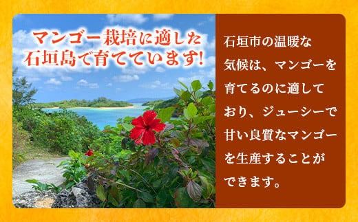 【先行予約】《2026年6月下旬～7月下旬発送》 最高糖度20度！？ 完熟！3Lサイズ 石垣島マンゴー 2玉約900g【沖縄 石垣島 石垣 八重山 マンゴー 完熟マンゴー 期間限定 数量限定 沖縄県 石垣島産 】TF-5-1_R8