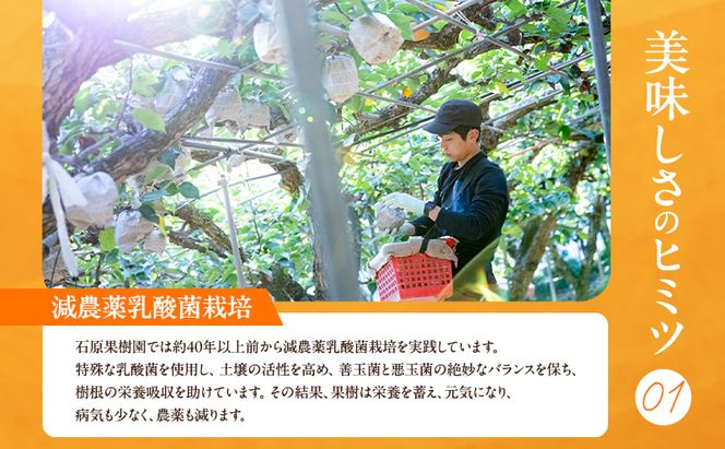 梨 2026年 先行予約 鴨梨（ヤーリー）6～10玉 約4kg 贈答箱【11月下旬～12月中旬頃発送】 ナシ なし 岡山県産 国産 フルーツ 果物 ギフト 石原果樹園