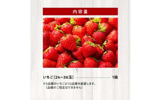 生いちご 厳選 2品種 食べ比べセット いちにのいちご園（2026年1月から発送開始）1箱　N085-YA776