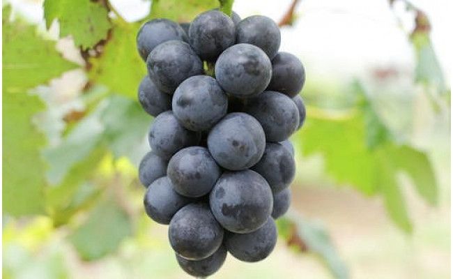 【厳選・産直】和歌山県産たねなしピオーネ約2kg（目安：3房～5房）◇