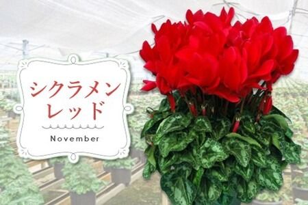 【先行受付9月より発送 数量･期間限定】鉢花 3回定期便 (9月・11月・1月お届け)【鉢花 ふるさと納税 定期便】(H069117)