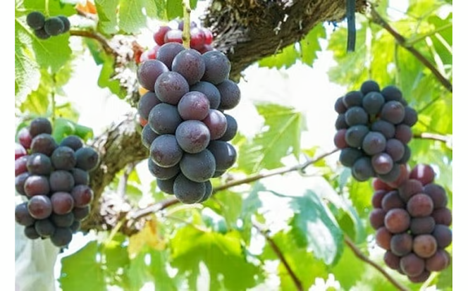 【2026年先行予約】厳選 岡山県産 シャインマスカット・ピオーネ 詰合せ 1.5㎏以上 2～3房 産地直送 朝採れ / ぶどう 葡萄 フルーツ 先行予約 真庭市【kgftmt009-02】