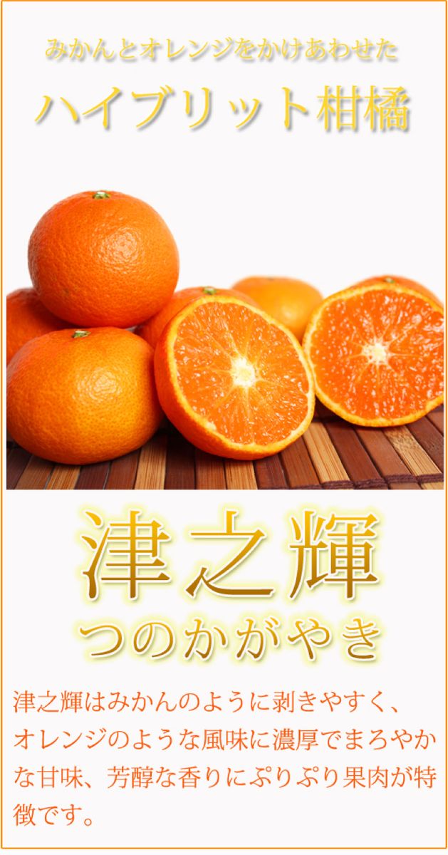 津之輝(つのかがやき)　5kg【予約】※2027年1月下旬頃〜2027年2月上旬頃に順次発送予定(お届け日指定不可)【uot761】