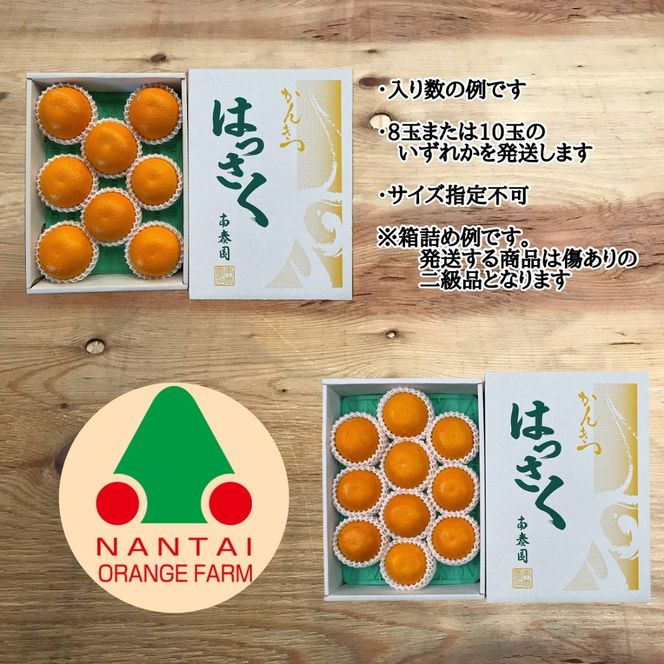 ちょっと 傷あり 木成完熟 紅はっさく L × 8玉 または M × 10玉 サイズ 化粧箱【2026年4月上旬～発送】 BS786