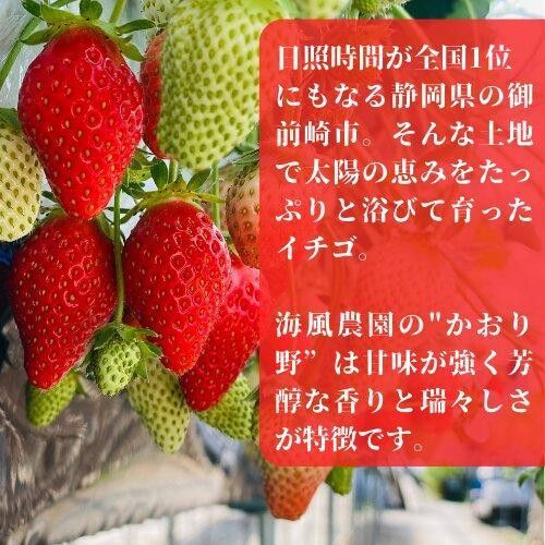 《限定2月発送》朝採り同日出荷 イチゴ　御前崎産かおり野　1kg(250g×4パック) 222232_BQ008