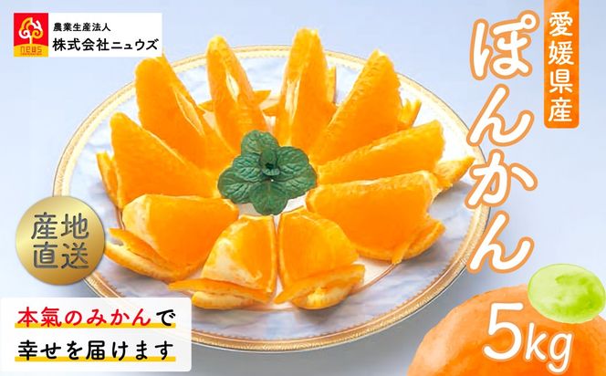 【先行予約】産地直送！愛媛県産ぽんかん 5kg（2027年1月上旬より順次発送） IKTF016