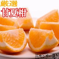 ＜4月より発送＞厳選 甘夏柑7.5kg+250g（傷み補償分）◇【初夏のみかん・旬の果物】【有田産】【光センサー食べ頃出荷】 ※北海道・沖縄・離島への配送不可 ※2026年4月上旬～5月下旬頃に順次発送予定