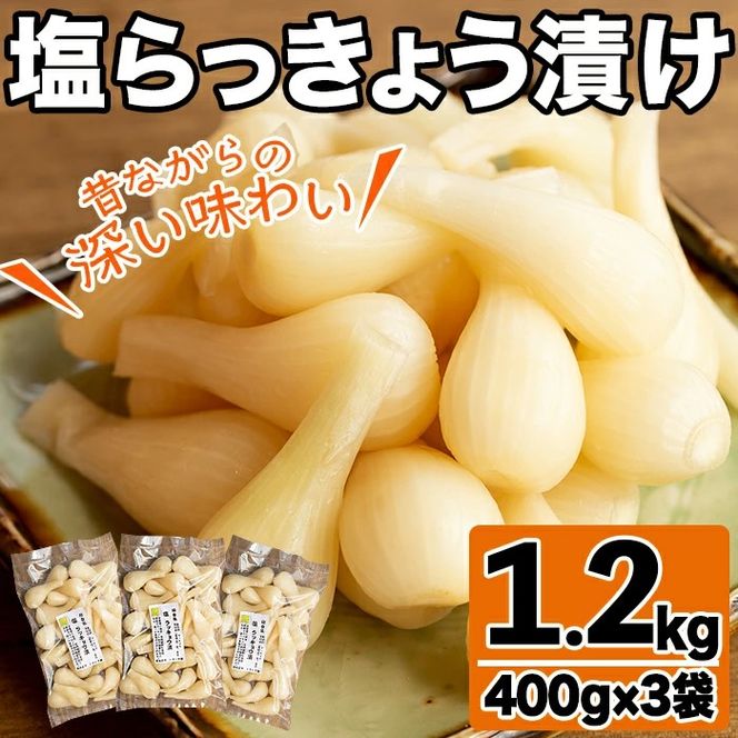 期間限定！鹿児島県産ラッキョウ使用！塩らっきょうの漬け物(400g×3袋・計1.2kg)国産 九州産 鹿児島産 おつまみ 漬物 辣韭【あくね旬の店いきいき館】akn015-06