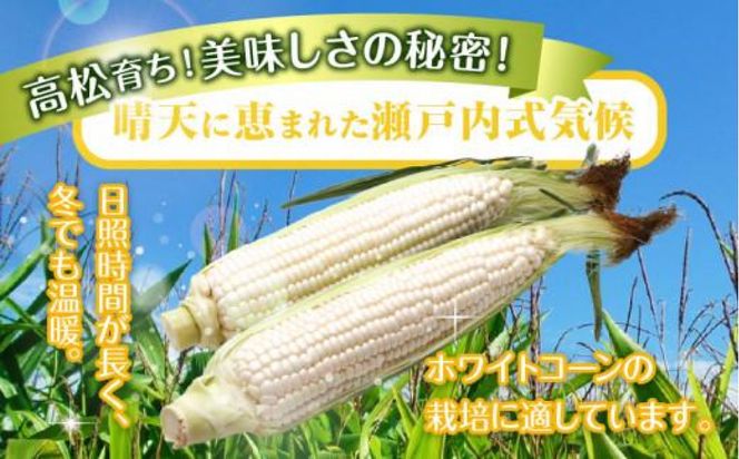 太物2Lサイズ以上!瀬戸内ホワイトコーン 約3.5kg【2027-6月中旬～2027-7月中旬配送】 372013_T006-304J