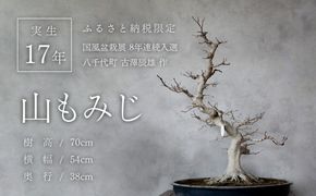 【ふるプレ限定品】【限定】【一点物】【国風盆栽展入選】 山もみじ もみじ （紅千鳥）作家 古澤辰雄 氏