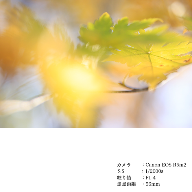 SIGMA 56mm F1.4 DC DN | Contemporary【富士フィルムXマウント】