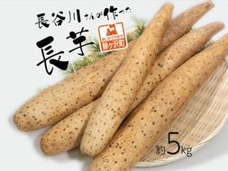 長谷川さんが作った長芋（約5kg） 野菜 根菜 やさい とろろ ながいも 芋 いも 青森県 鰺ヶ沢町