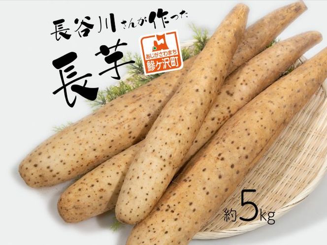 長谷川さんが作った長芋（約5kg） 野菜 根菜 やさい とろろ ながいも 芋 いも 青森県 鰺ヶ沢町