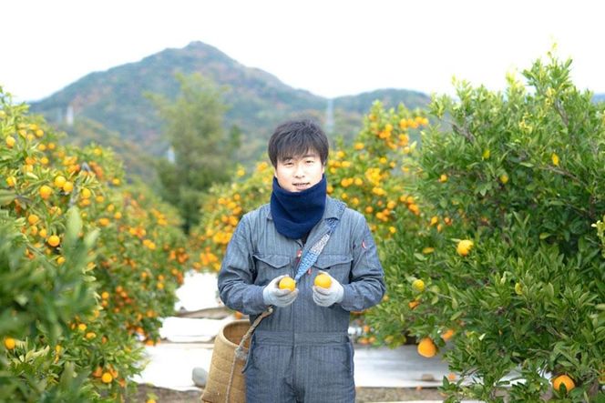 家庭用 5.5kg 訳あり 傷多め 木成完熟 紅はっさく L または M サイズ 茶箱 南泰園【2026年4月上旬～発送】 	BS792