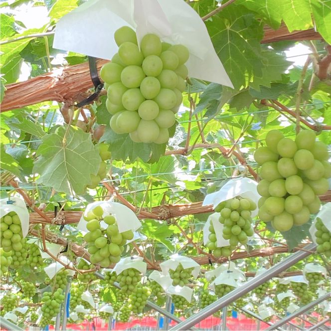 2026年 先行先行予約【2回定期便】シャインマスカット晴王約2kg(3～5房) 岡山県産 種無し 皮ごと食べる みずみずしい 甘い フレッシュ 瀬戸内 晴れの国 おかやま 果物大国 ハレノフルーツ9月10月お届け