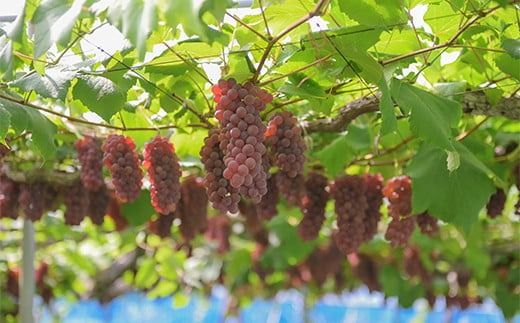 FYN9-630 山形県 西川町産 デラウェア 2kg(12～16本) L～2L 箱詰め 2026年8月中旬から順次発送 葡萄 ぶどう 種無し 果物 くだもの フルーツ 自宅 家庭