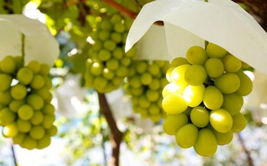 シャインマスカットと旬のぶどう 詰め合わせ 各1房 約900g［小布施屋］ 食べ比べ 果物 詰合せ セット フルーツ ぶどう 詰合せ 数量限定 長野県産 信州産 2種 くだもの フルーツセット おまかせ ブドウ 2025 先行予約 令和7年産 【2025年9月中旬～10月下旬発送】 ［A-229］