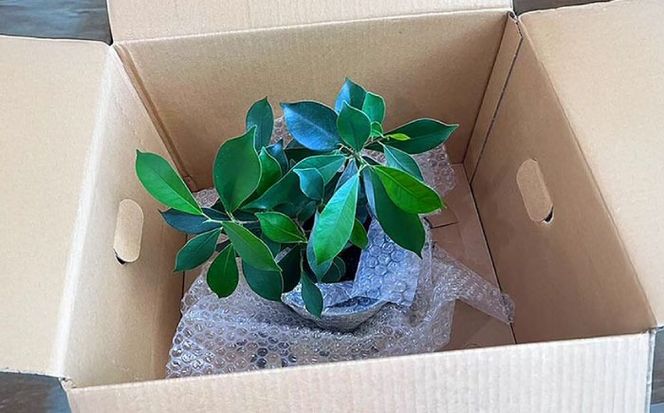 南国植物とやちむんのグリーンセット 観葉植物 エアープランツ インテリア 雑貨 小物 おしゃれ ナチュラル 沖縄市 / 草花屋ふれあい[BCDX001]