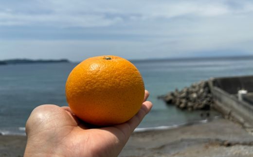 144.甘夏（約10kg）(A144-1)