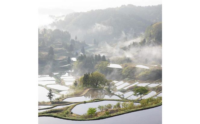 令和7年産！魚沼産コシヒカリ【農家直送!】 5kg×2袋 お米 米 コメ 