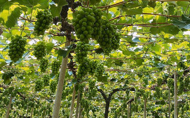 ぶどう 2026年 先行予約  【平均糖度20度】農家こだわりの シャイン マスカット 1房 約750g 贈答クラス ブドウ 葡萄 岡山県産 国産 フルーツ 果物 ギフト 【 Nini farm 農家 直送 】 岡山のぶどう デザート