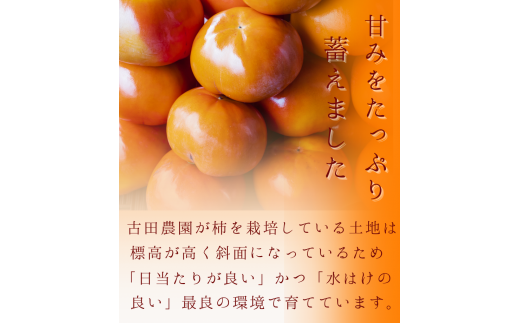 紀ノ川柿  約3kg2L~4L(サイズおまかせ) 秀品 / カキ 甘い 美味しい 紀美野町産 ※2026年10月中旬～11月上旬に順次発送 【frt504-r-kino-3】