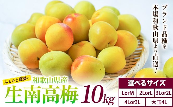 紀州熟南高梅 約10kg 選べるサイズ M ~ 大玉 4L 《2027年6月上旬-6月中旬頃出荷》 和歌山県 日高川町 梅 紀州南高梅 うめ フルーツ 果物---wshg_frsa6_a6_23_70000_10kg---