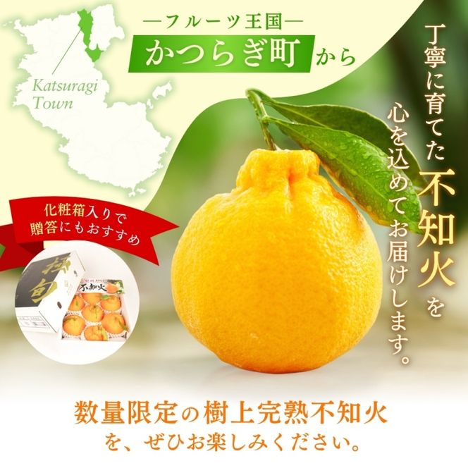 【先行予約】【数量わずか】樹上完熟しらぬい（不知火） 約2kg(6個) 秀品 2027年2月末～2027年3月末頃に順次発送予定（お届け日指定不可）/ 和歌山 みかん しらぬい 不知火 フルーツ 柑橘 蜜柑 果物 くだもの【kgr005】
