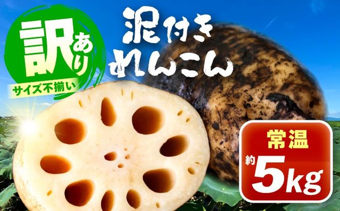 訳あり 泥付きれんこん 5kg (常温) 野菜 レンコン 愛西市 / JAあいち海部れんこんセンター 【配送不可地域：北海道・沖縄・離島】[AEDK001]