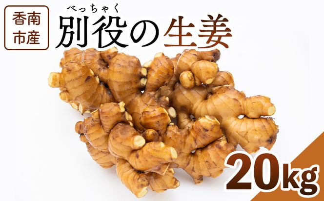 生姜 20kg 香南市産 別役の生姜 - しょうが ショウガ ジンジャー 薬味 調味料 国産 株式会社べっちゃく 高知県 香南市 bc-0029