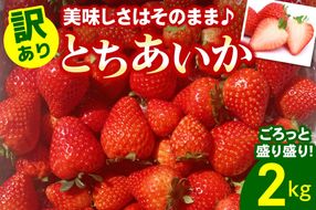 [訳あり] ごろっと盛り盛りいちご『とちあいか』2000g｜いちご イチゴ 苺 とちあいか フルーツ 果物 スイーツ 産地直送 栃木県産 矢板市産 [0539]