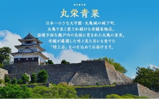 フルーツ 定期便 3回 旬に出逢う城下町の果実 定期配送 いちご 桃 シャインマスカット 果実 果物 ぶどう 