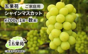 ぶどう 2026年 先行予約 ご家庭用 シャインマスカット 約700g（1房～数房） ぶどう フルーツ 果物 岡山 五果苑 減農薬 甘い 美味しい 人気 種なし 皮ごと デザート おもてなし 