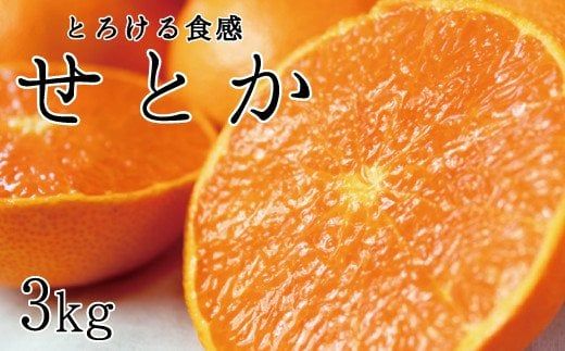 とろける食感!ジューシー 柑橘 せとか 3kg[予約] / 果物 フルーツ 和歌山 有田 みかん ※2027年2月下旬頃〜3月中旬頃発送(お届け日指定不可) ※離島への配送不可 [uot506A]