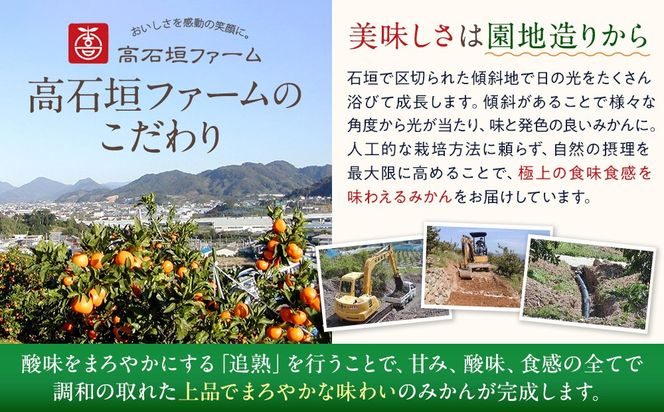 訳あり 春峰 2.5kg M～2Lサイズおまかせ 高石垣ファーム   K015