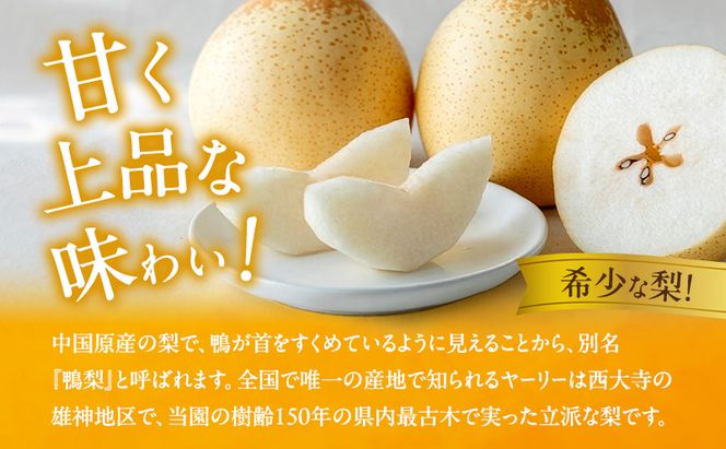 梨 2026年 先行予約 備前乙女梨（鴨梨） 6～9玉 合計約4kg【11月下旬～12月中旬頃発送】  ナシ なし 岡山県産 国産 フルーツ 果物 ギフト 石原果樹園