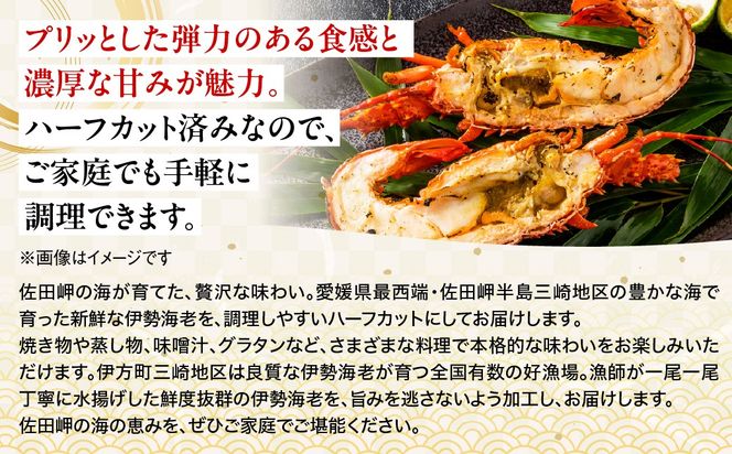 伊勢海老ぶつ切り＆ハーフカット　1人前 IKTJ028