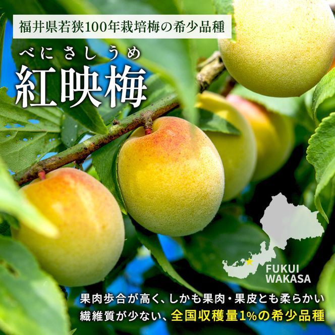 梅酒 限定 年間1000本 BENICHU19° 750ml 高島屋選定品 お酒 リキュール 高島屋 うめしゅ 酒 アルコール 紅映梅 梅 うめ ウメ 福井県 福井 