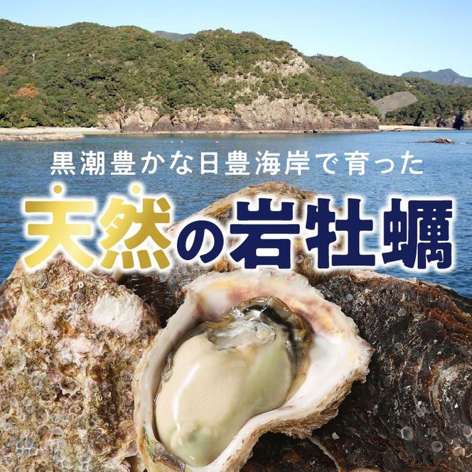 延岡産天然岩牡蠣（生食用）3kg（大）（2026年4月15日から発送開始） N036-YZA527
